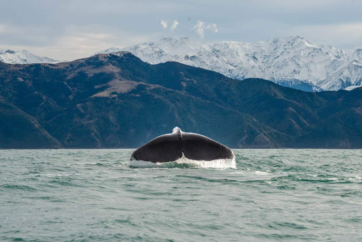 A broad whale fluke lifts before snowy peaks in Kaikōura, New Zealand.
