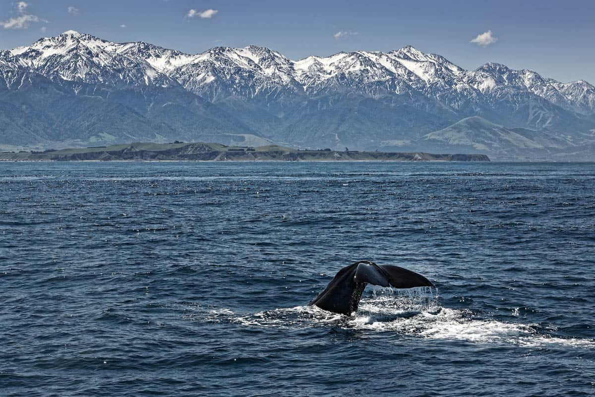 The distant dive unfolds against an uninterrupted line of snowy peaks along the Kaikōura coast, New Zealand.