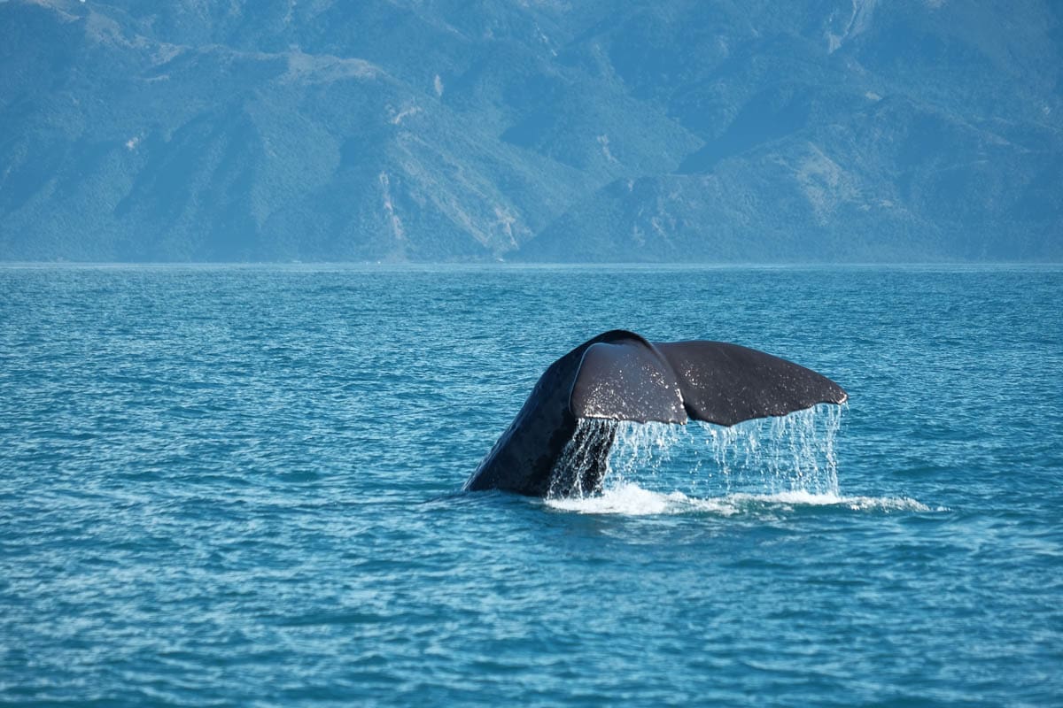 A sperm whale raises its tail off Kaikōura, New Zealand.